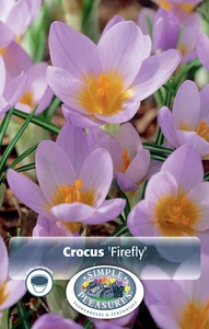 Crocus Specie Firefly | Cappers 20 x 16