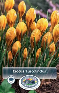 Crocus Specie Fuscotinctus | Cappers 20 x 16