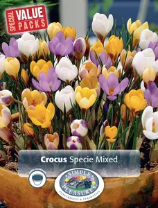 Crocus Specie mixed | Cappers 40 x 15