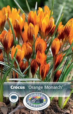 Crocus Specie Orange Monarch | Cappers 10 x 20