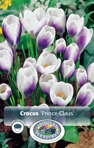 Crocus Specie Prins Claus | Cappers 20 x 16