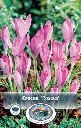 Crocus Specie Roseus | Cappers 10 x 20