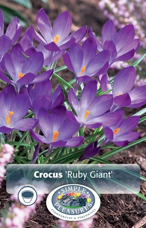 Crocus Specie Ruby Giant | Cappers 20 x 16