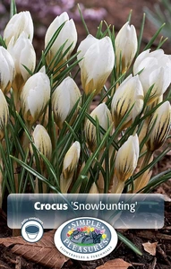 Crocus Specie Snowbunting | Cappers 20 x 16