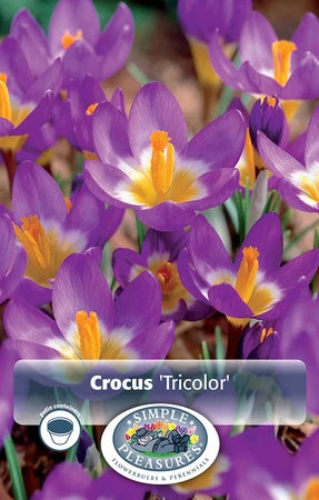 Crocus Specie Tricolor | Cappers 20 x 16