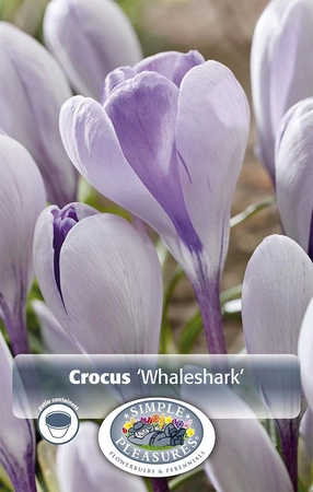 Crocus Specie Whaleshark | Cappers 10 x 20