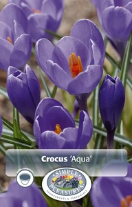 Crocus Vernus Aqua | Cappers 15 x 16