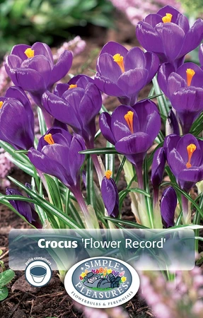 Crocus Vernus Flower Record | Cappers 15 x 16