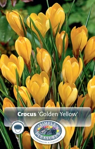 Crocus Vernus Golden Yellow | Cappers 15 x 16