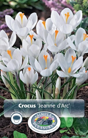 Crocus Vernus Jeanne D'Arc | Cappers 15 x 16