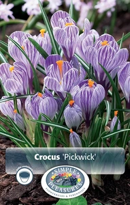 Crocus Vernus Pickwick | Cappers 15 x 16