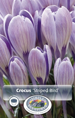 Crocus Vernus Striped Bird | Cappers 12 x 16