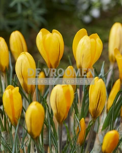 Crocus Yellow Mammouth