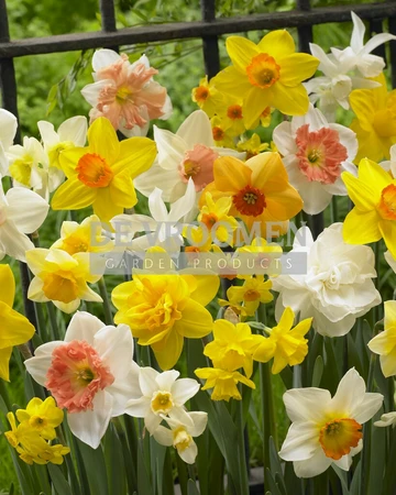 Daffodil All Spring Mix