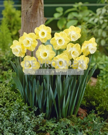 Daffodil Avalon