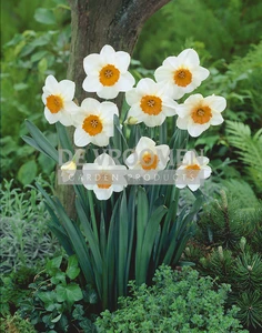 Daffodil Barrett Browning | 50 pce