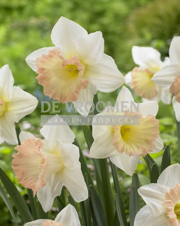 Narcissus Trumpet British Gamble | 25 pce