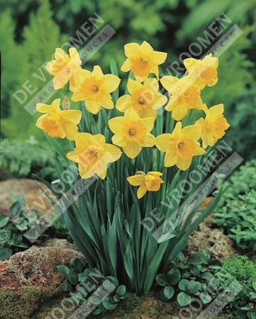 Daffodil Carlton