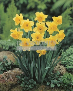 Daffodil Carlton | 50 pce