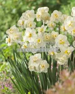 Daffodil Cheerfulness | 25 pce