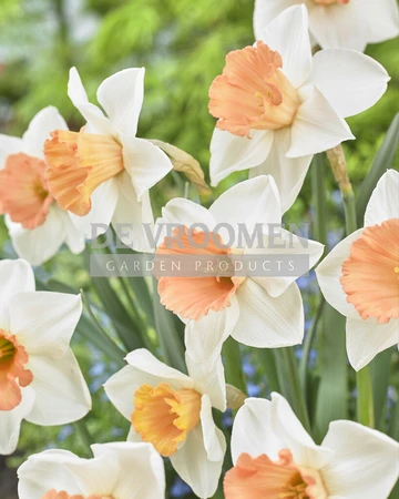 Daffodil Chromacolor