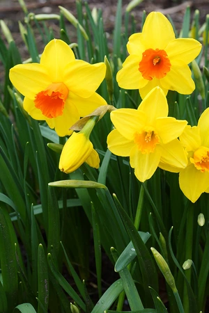 Daffodil Classic Garden