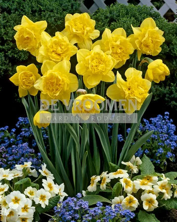 Daffodil Dick Wilden