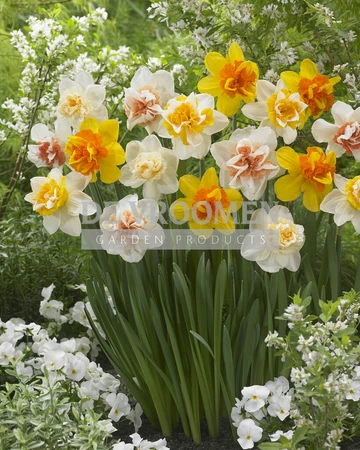 Daffodil Double Mix