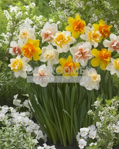 Daffodil Double Mix | 25 pce