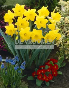 Daffodil Dutch Master | 25 pce