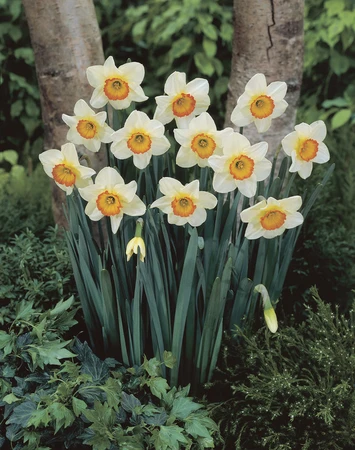 Daffodil Flower Record