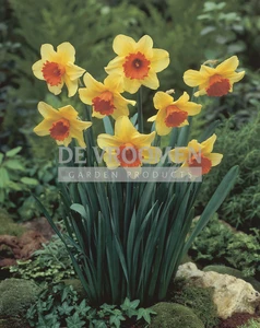 Daffodil Fortissimo | 25 pce