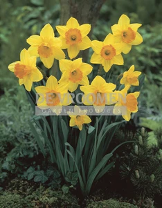 Daffodil Fortune