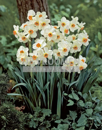 Daffodil Geranium | 50 pce