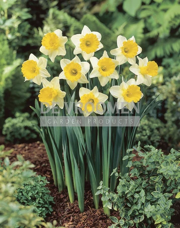 Daffodil Goblet | 25 pce