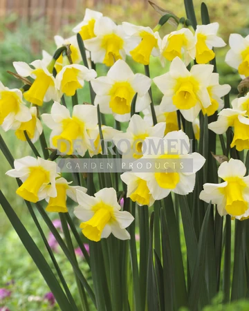 Daffodil Golden Echo | 50 pce