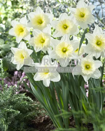 Daffodil Ice Follies | 25 pce