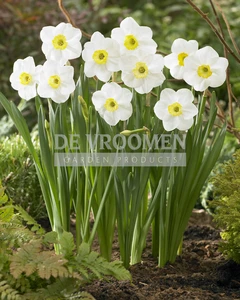 Daffodil Jamestown