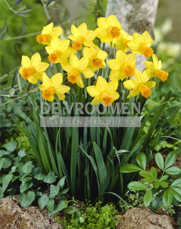 Daffodil Jetfire | 50 pce