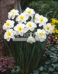 Daffodil Lemon Beauty