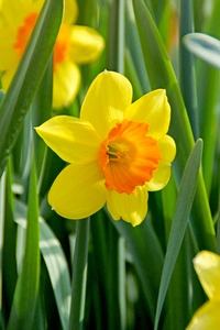 Daffodil Loveday