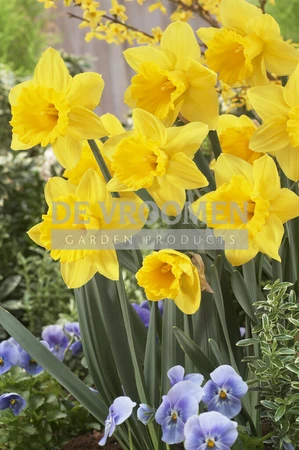 Daffodil Lucky Number | 25 pce