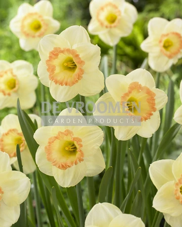 Daffodil Martha Stewart