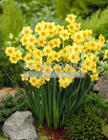 Daffodil Martinette