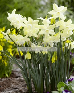 Daffodil Moonlight Sensation | 50 pce