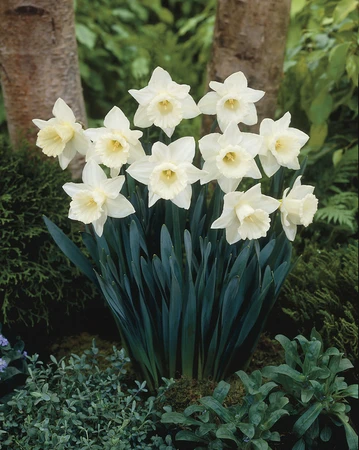 Daffodil Mount Hood