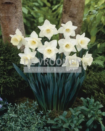 Daffodil Mount Hood | 25 pce