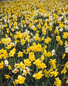 Daffodil Naturalizing Meadow Blend