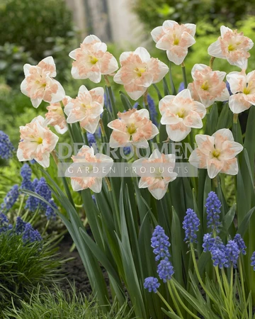 Daffodil Palmares | 25 pce