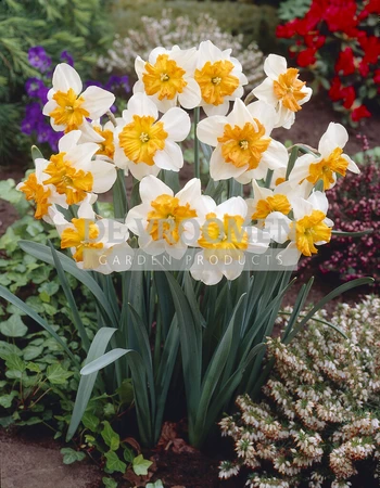 Daffodil Parisienne | 25 pce